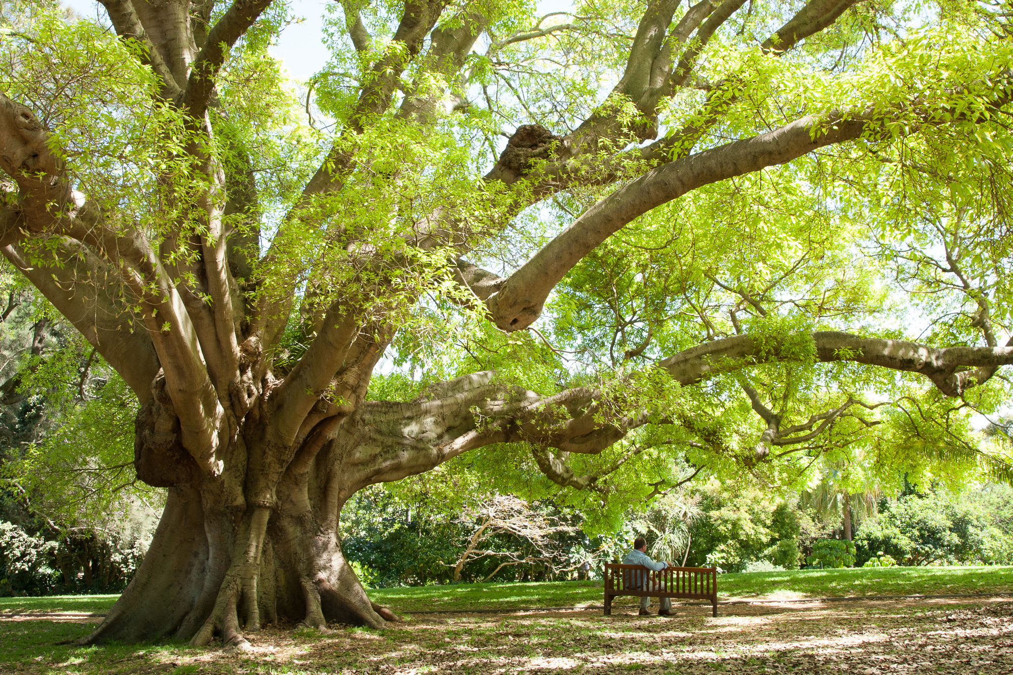 The Royal Botanic Garden Sydney - MGNSW