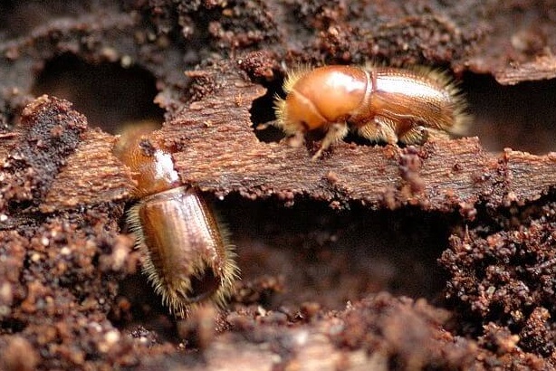 Turning up the Heat on Pests