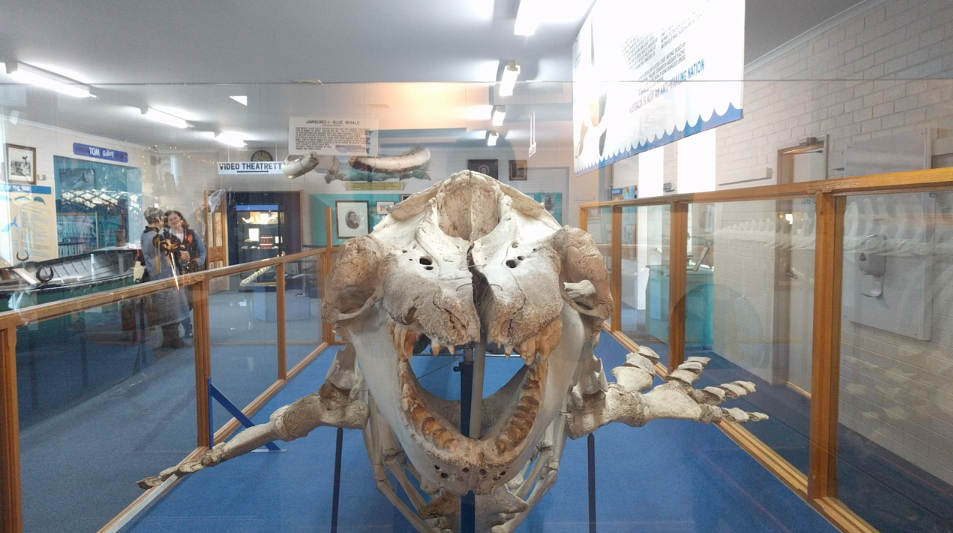 Eden Killer Whale Museum
