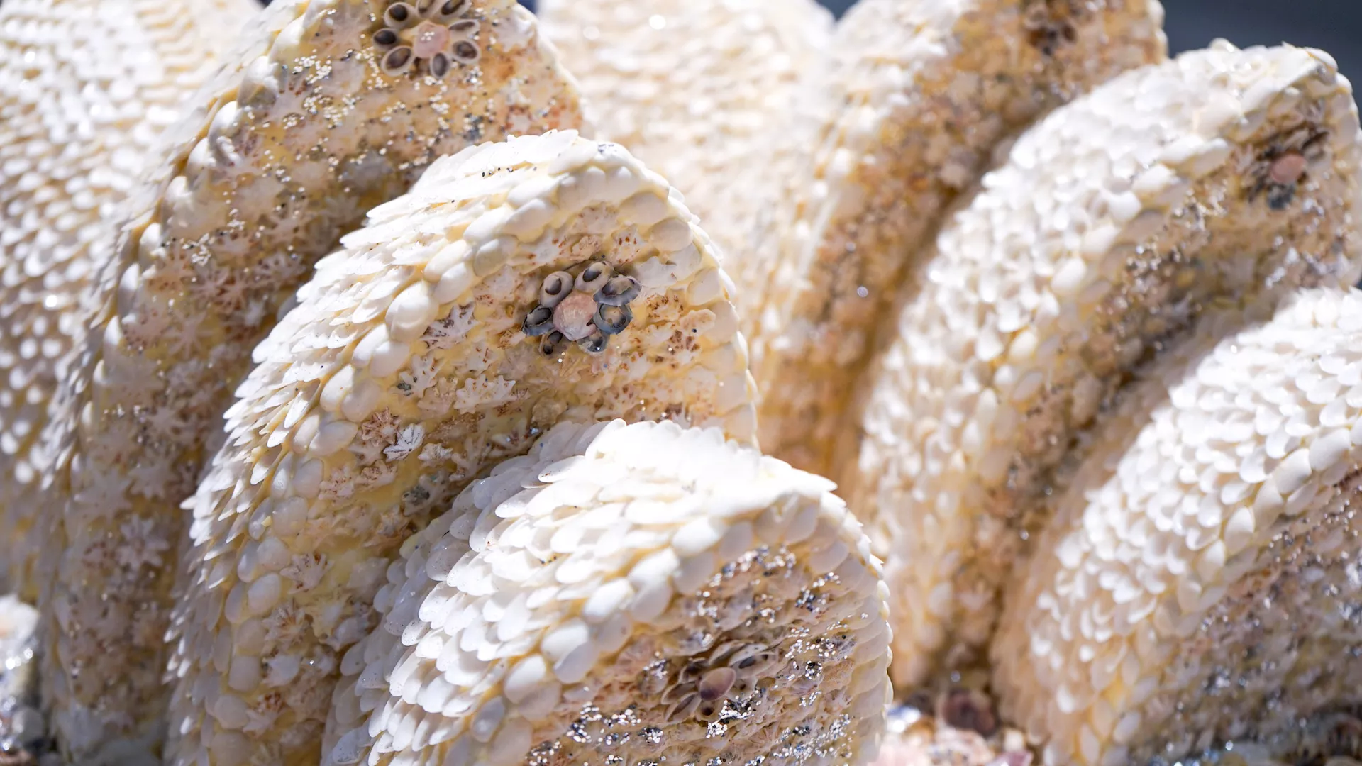 Esme Timbury (1931-2023), Untitled (Sydney Opera House) (detail), 2022. Shellwork, mixed media. Image courtesy of the Sydney Opera House Trust.